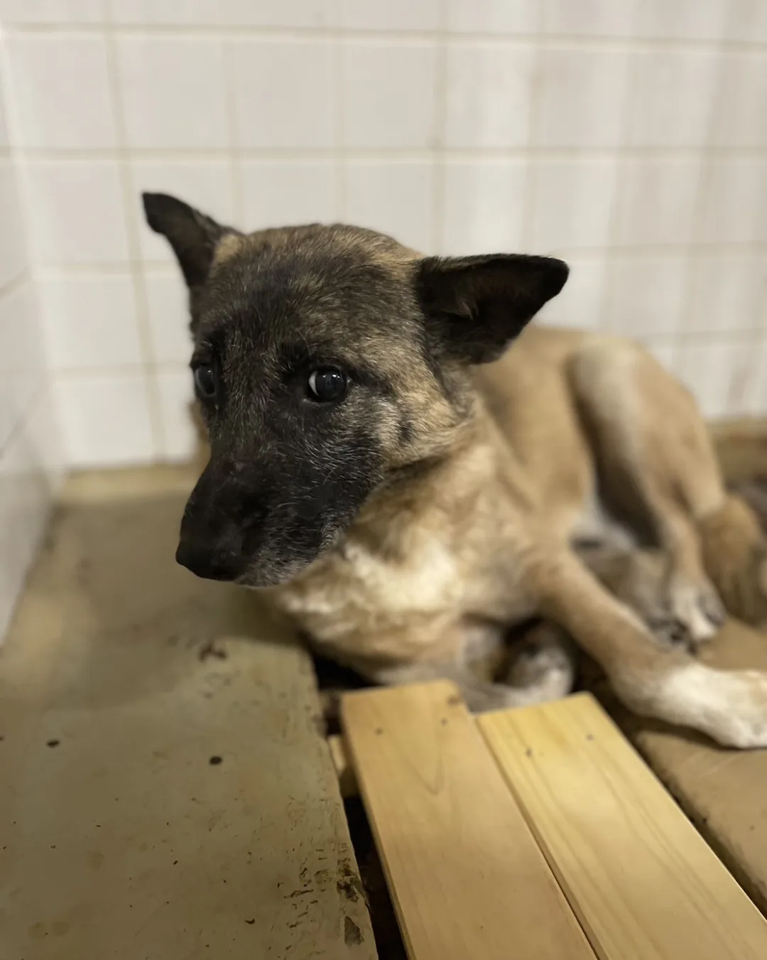 現在は保護団体様にいます。家族に迎えて下さい