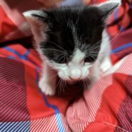 仔猫4匹