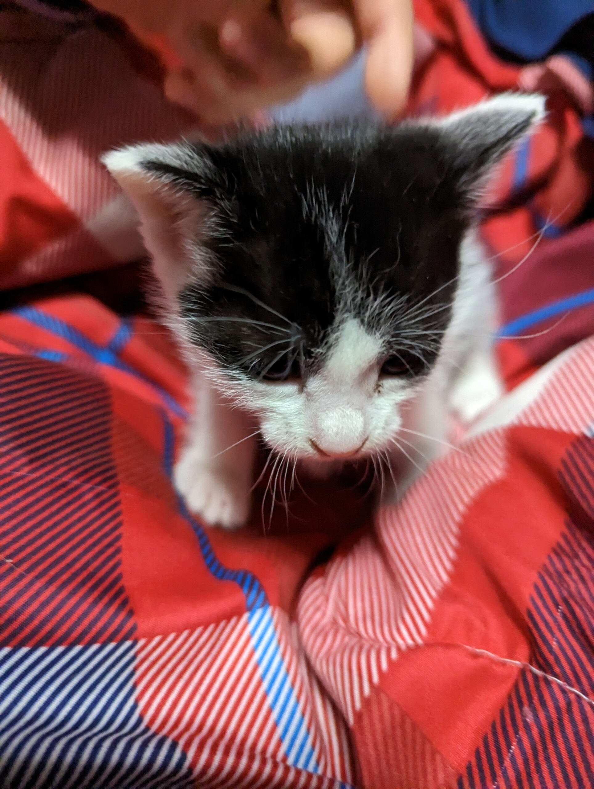 仔猫4匹
