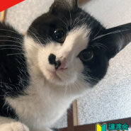 大中小23匹の譲渡会／愛知県みよし市