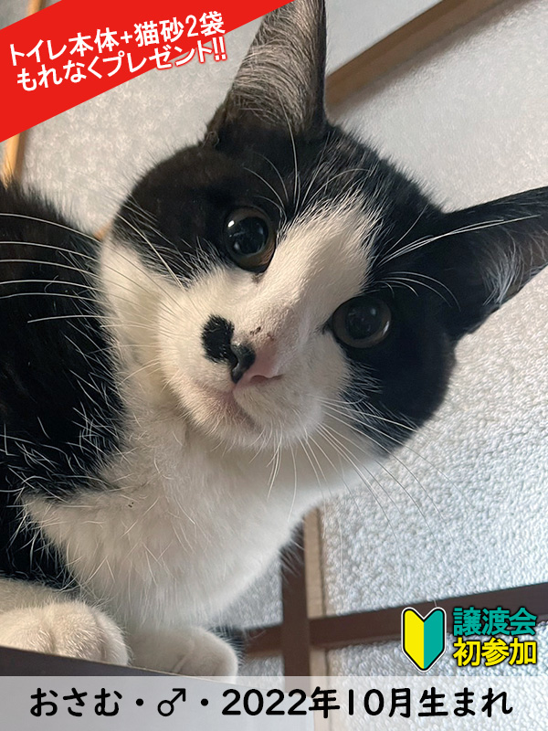 大中小23匹の譲渡会／愛知県みよし市