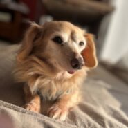 甘えん坊♪シニアのチワックス系（男のコ）ニコニコ元気♪