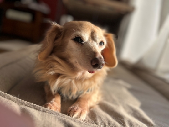 甘えん坊♪シニアのチワックス系（男のコ）ニコニコ元気♪