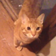 男らしくて心の優しい茶トラくん