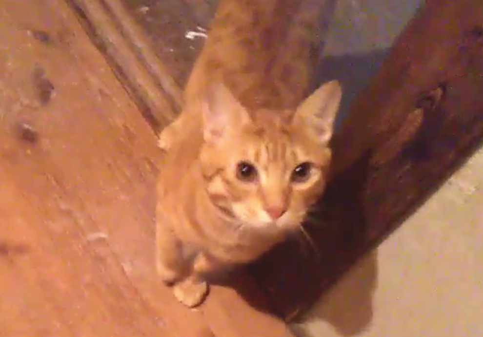 男らしくて心の優しい茶トラくん