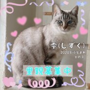 美猫ちゃん里親募集中！
