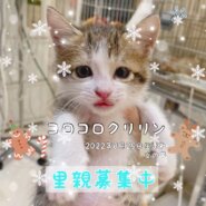哺乳で育った子猫ちゃん里親募集中！