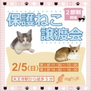 保護ねこの家譲渡会 in 天王寺