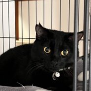 金目のシャイボーイ