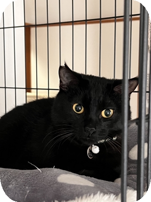 金目のシャイボーイ