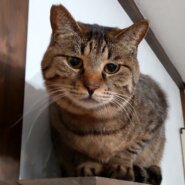 もふもふの触り心地と寂しそうな表情が魅力