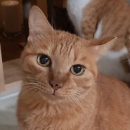 【多頭崩壊レスキュー】映え写真しか撮れない美猫ちゃん