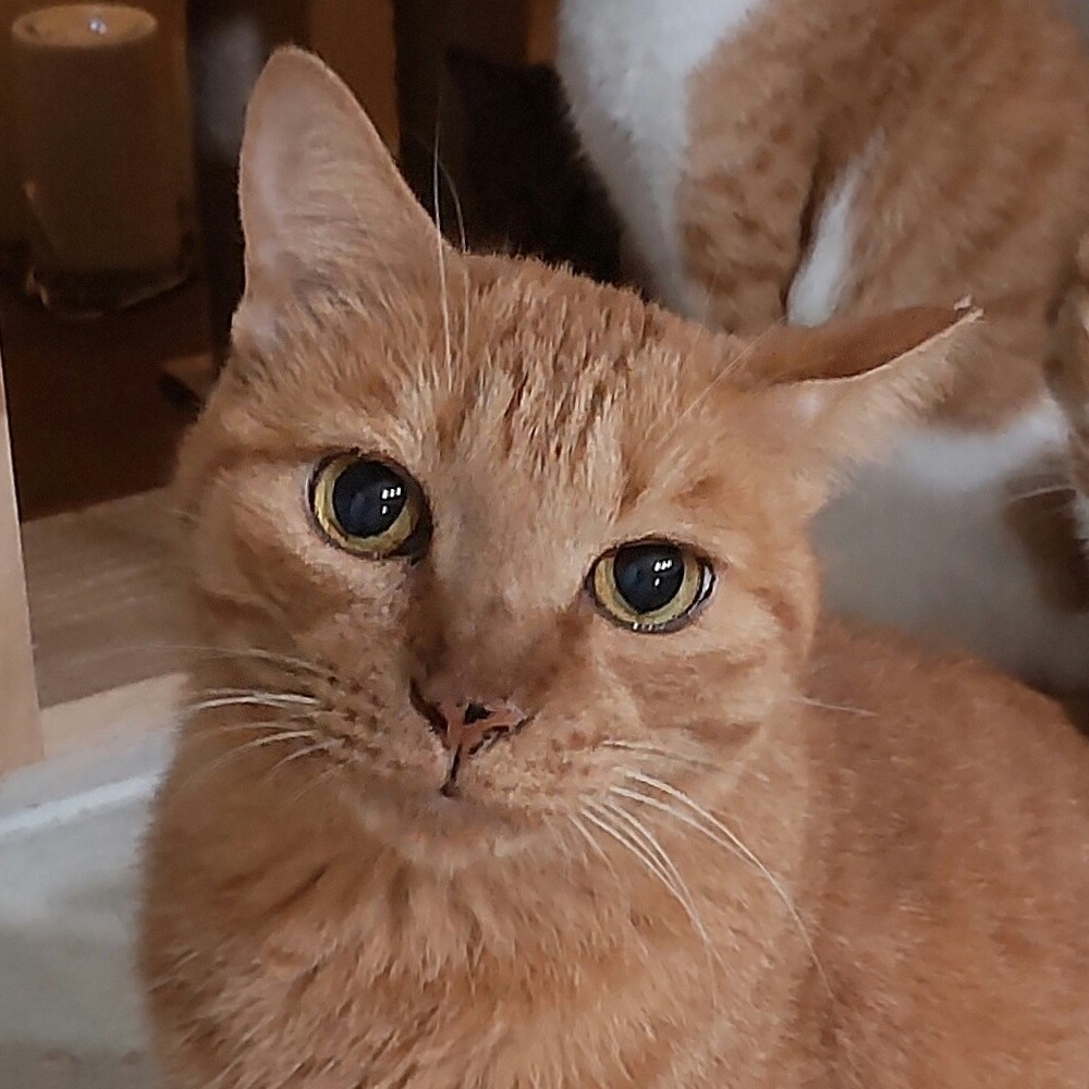 【多頭崩壊レスキュー】映え写真しか撮れない美猫ちゃん