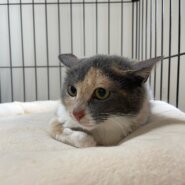 珍しいパステルミケの女の子