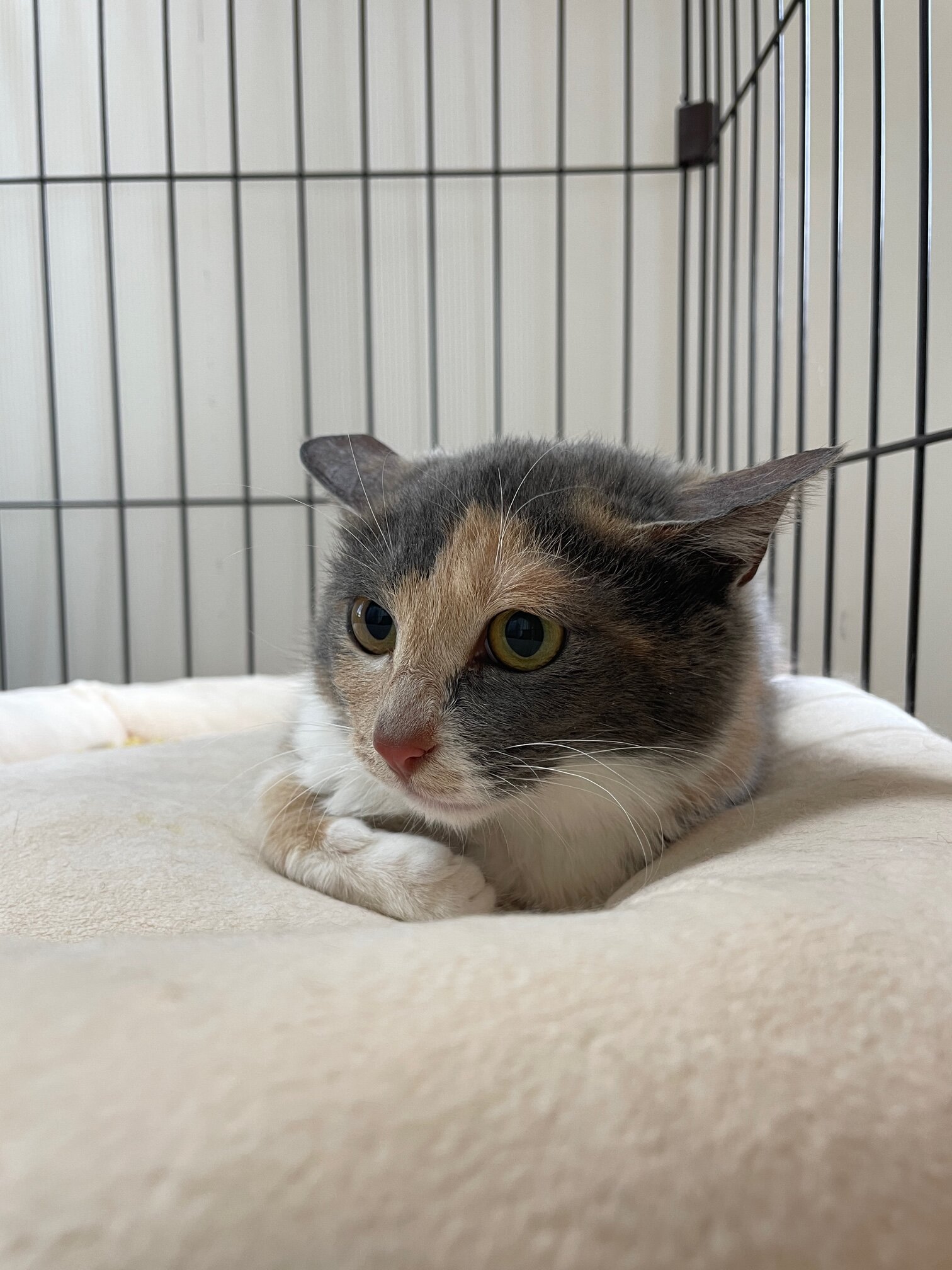 珍しいパステルミケの女の子