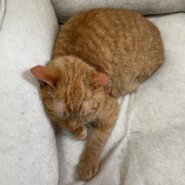 可愛いチャトラの男の子