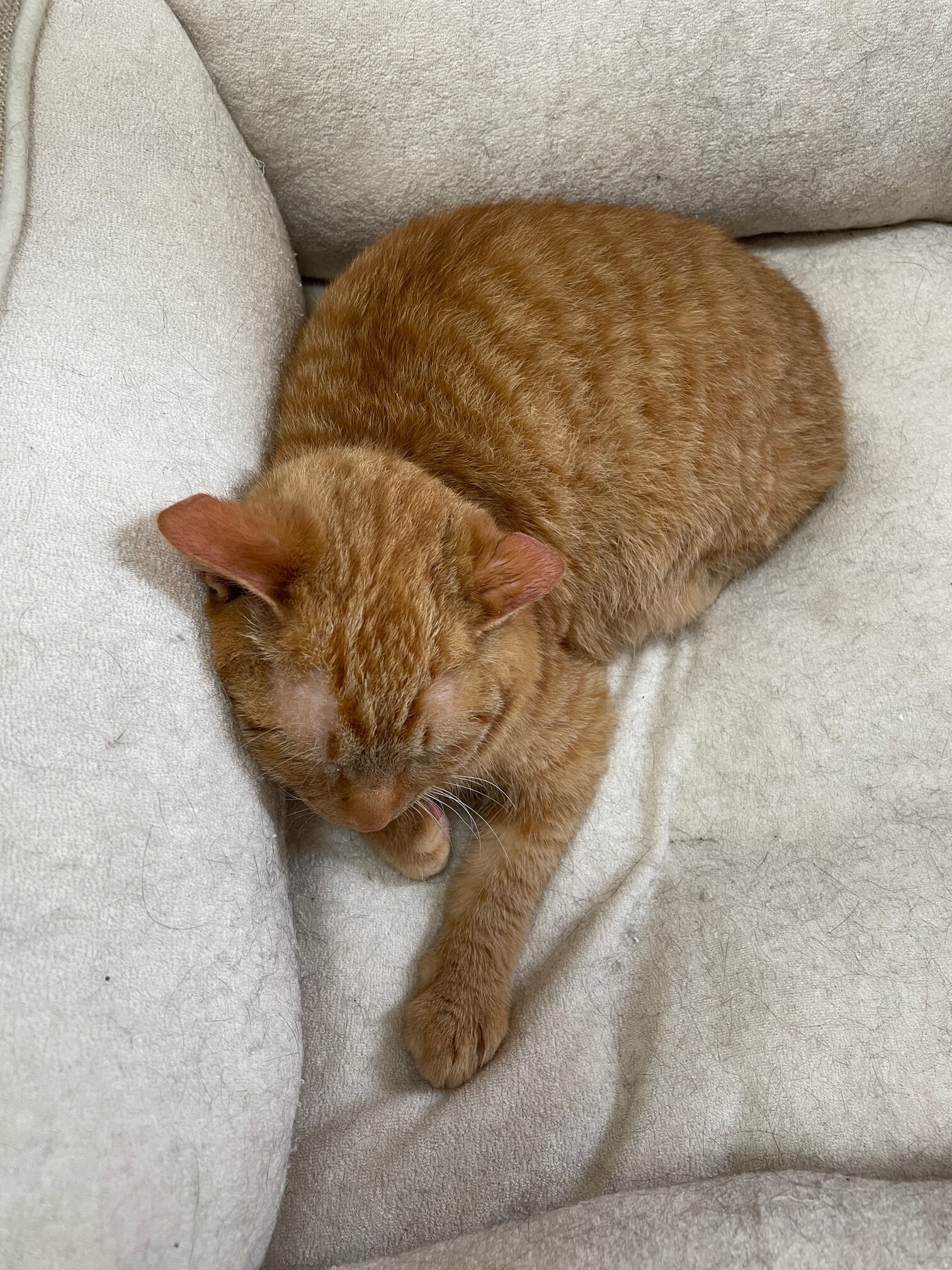 可愛いチャトラの男の子