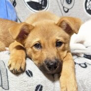 【保健所レスキュー】ちょっぴり鼻黒のストックくん