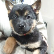 【保健所レスキュー】黒柴チックな ポカリくん