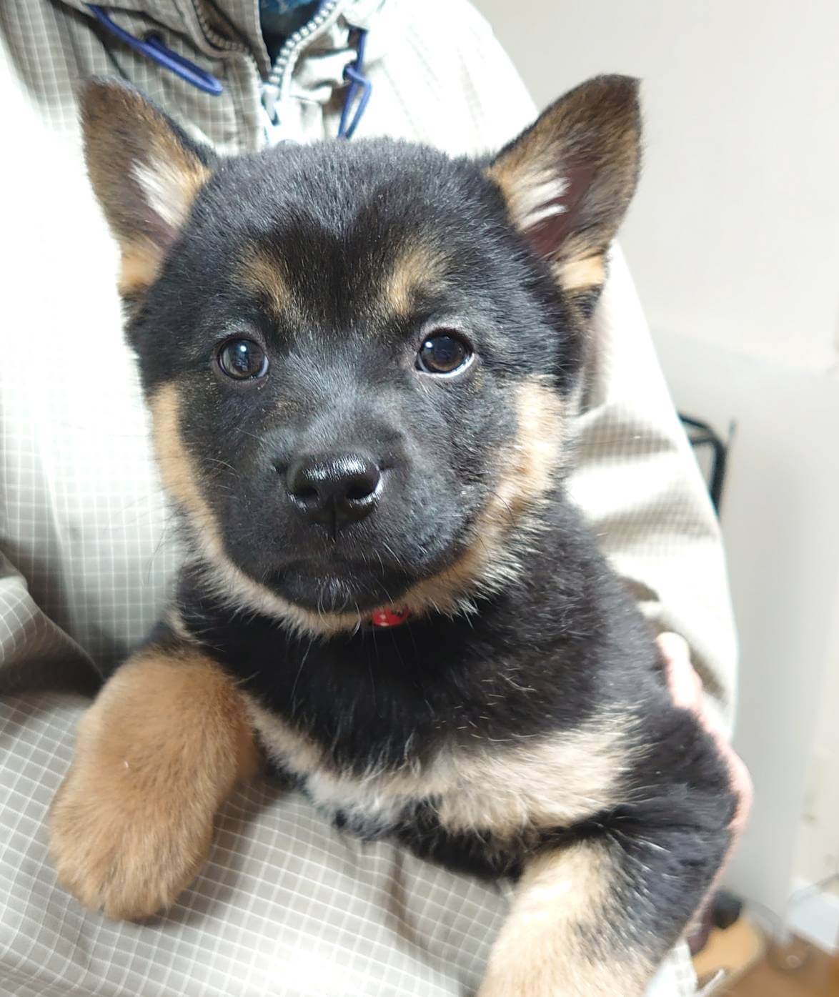 【保健所レスキュー】黒柴チックな ポカリくん