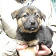 【保健所レスキュー】黒柴チックな ペプシくん