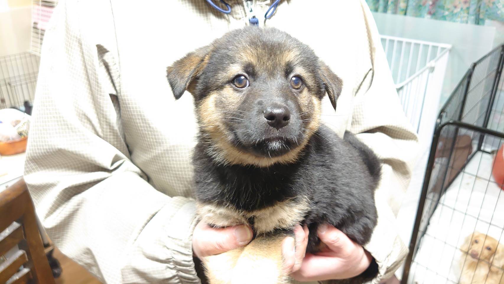 【保健所レスキュー】黒柴チックな ペプシくん