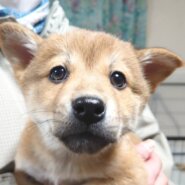 【保健所レスキュー】茶柴チックな ネクターちゃん