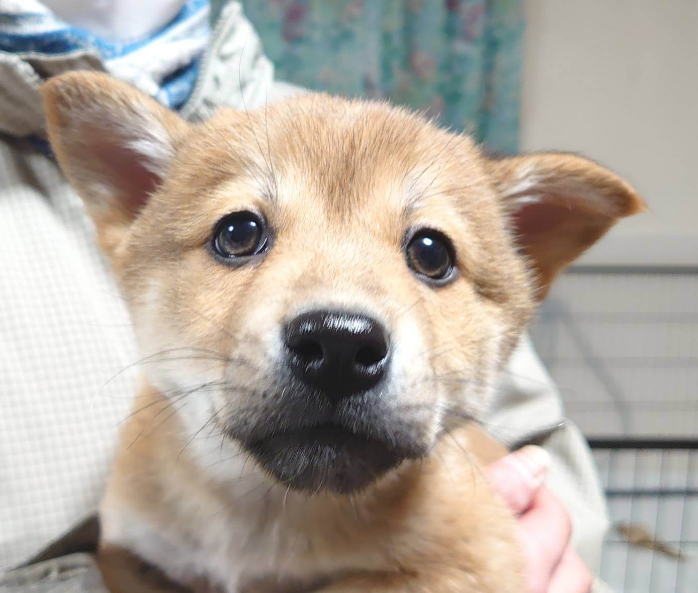 【保健所レスキュー】茶柴チックな ネクターちゃん