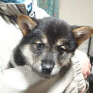 【保健所レスキュー】黒柴チックな ファンタくん