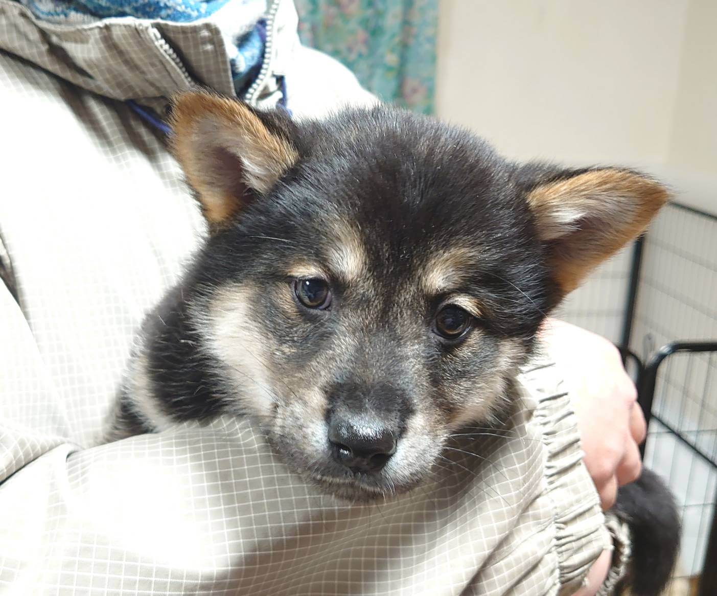 【保健所レスキュー】黒柴チックな ファンタくん