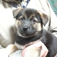 【保健所レスキュー】黒柴チックな ラムネちゃん