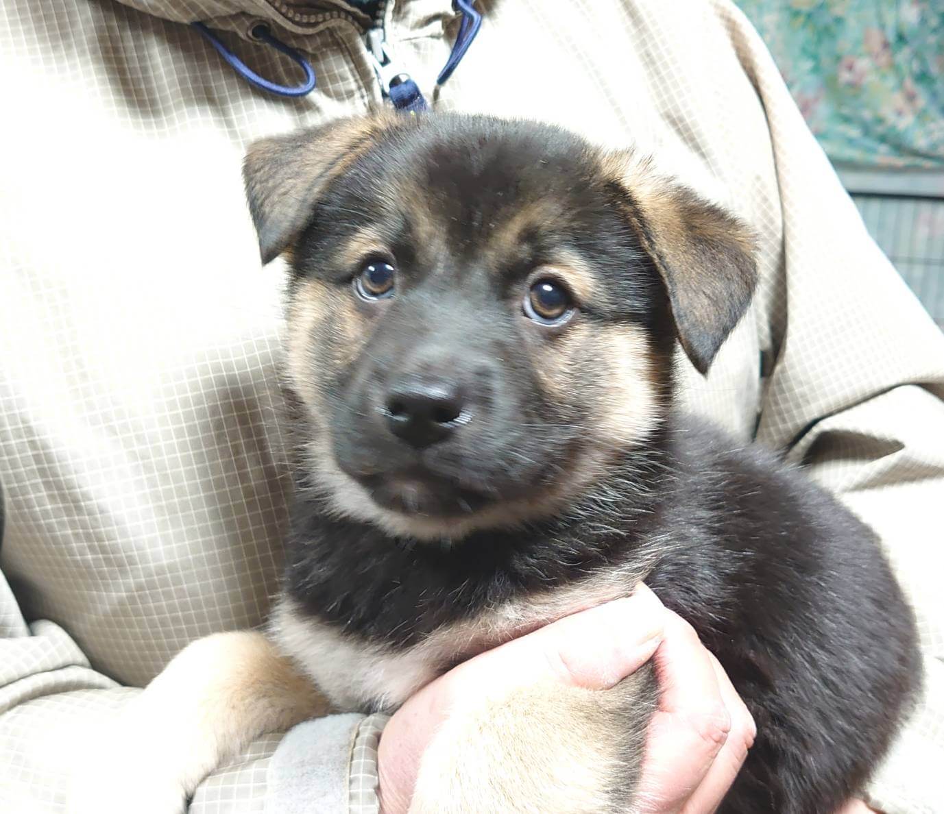 【保健所レスキュー】黒柴チックな ラムネちゃん