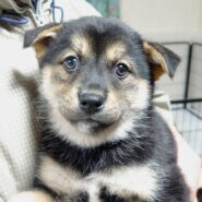 【保健所レスキュー】黒柴チックな カルピスちゃん