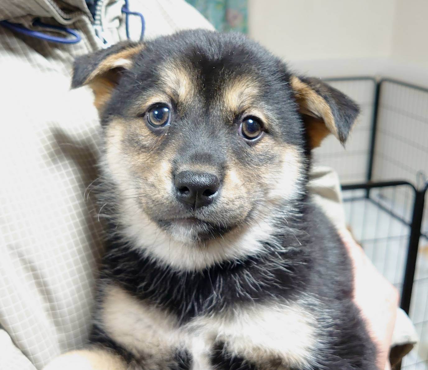 【保健所レスキュー】黒柴チックな カルピスちゃん