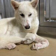 現在は保護団体様に預かっていただいてます家族に迎えて下さい