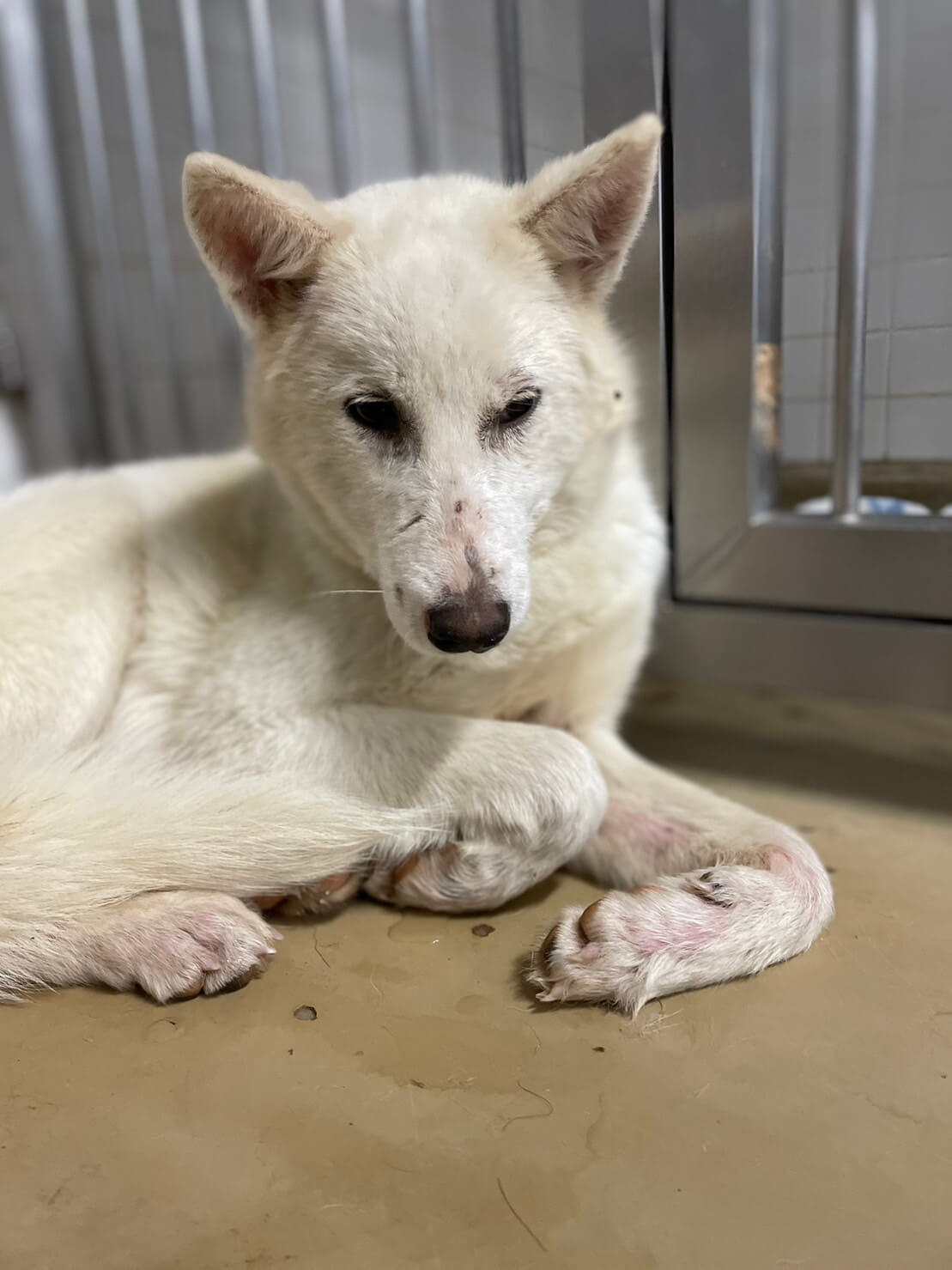 現在は保護団体様に預かっていただいてます家族に迎えて下さい