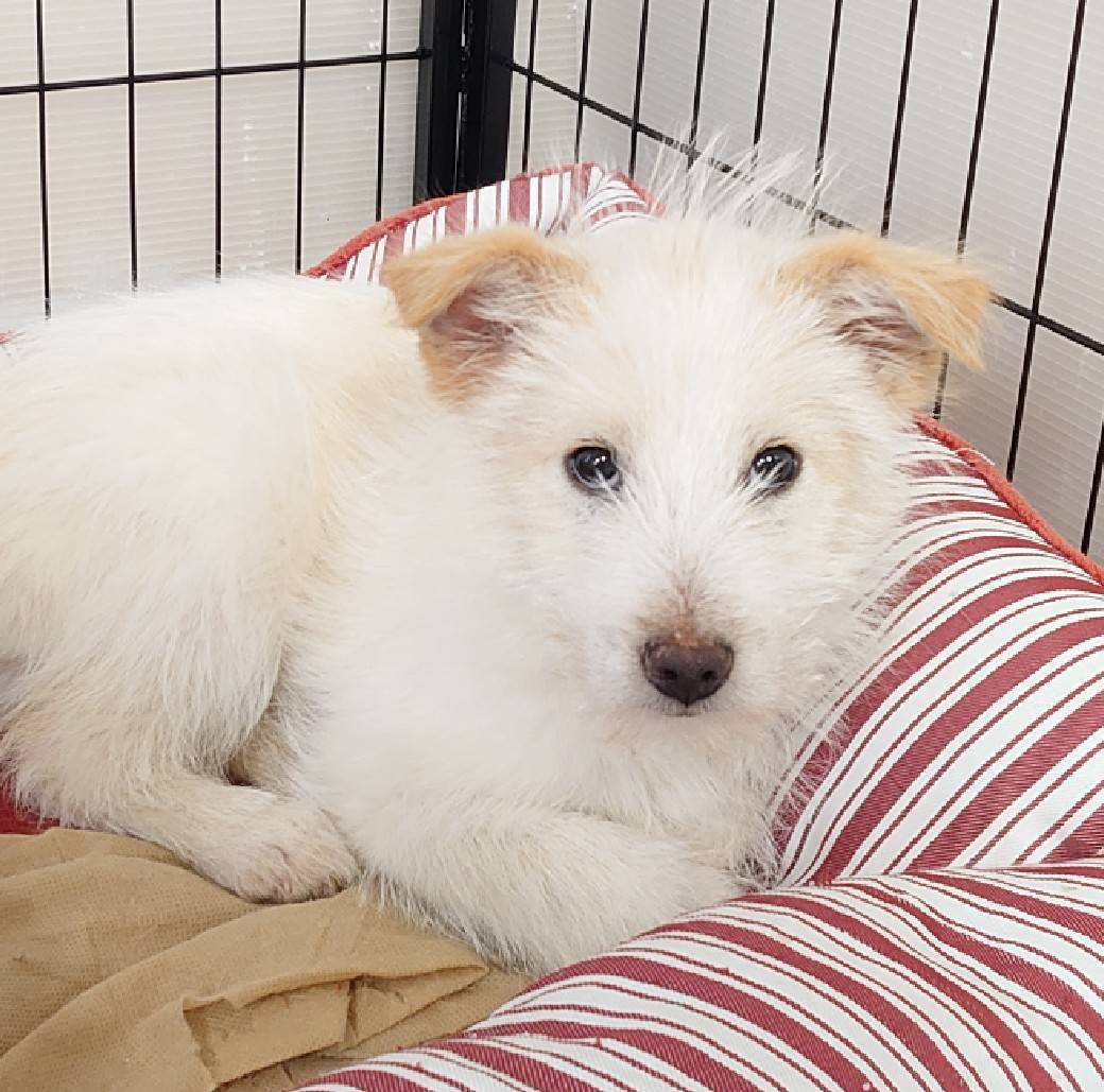 【保健所レスキュー】テリア風の プラリネくん