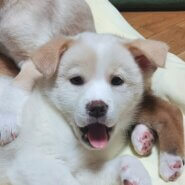 【保健所レスキュー】ちょっとビビリな きよみちゃん