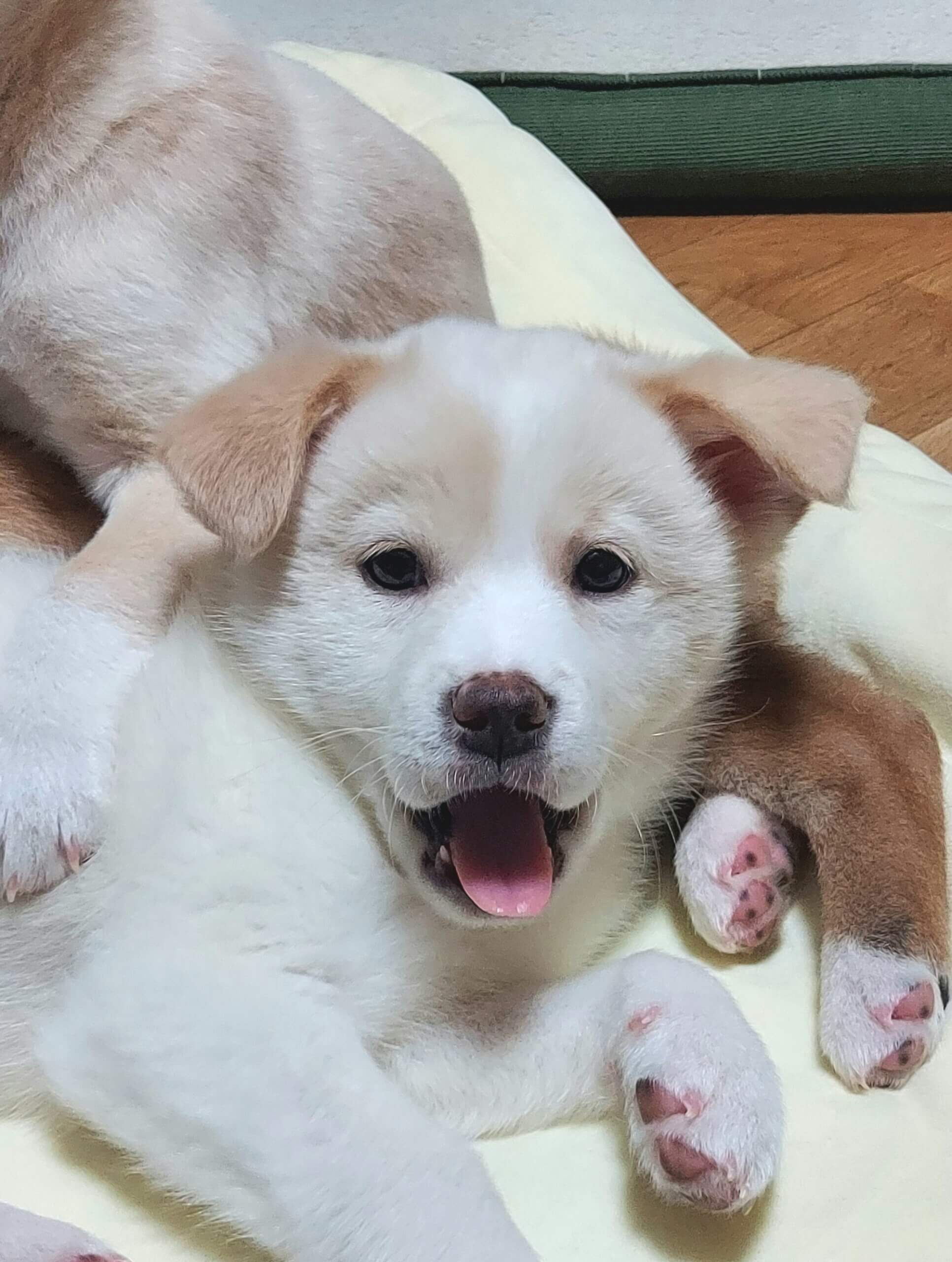 【保健所レスキュー】ちょっとビビリな きよみちゃん