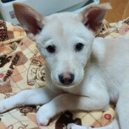 【保健所レスキュー】甘えん坊の せとかちゃん