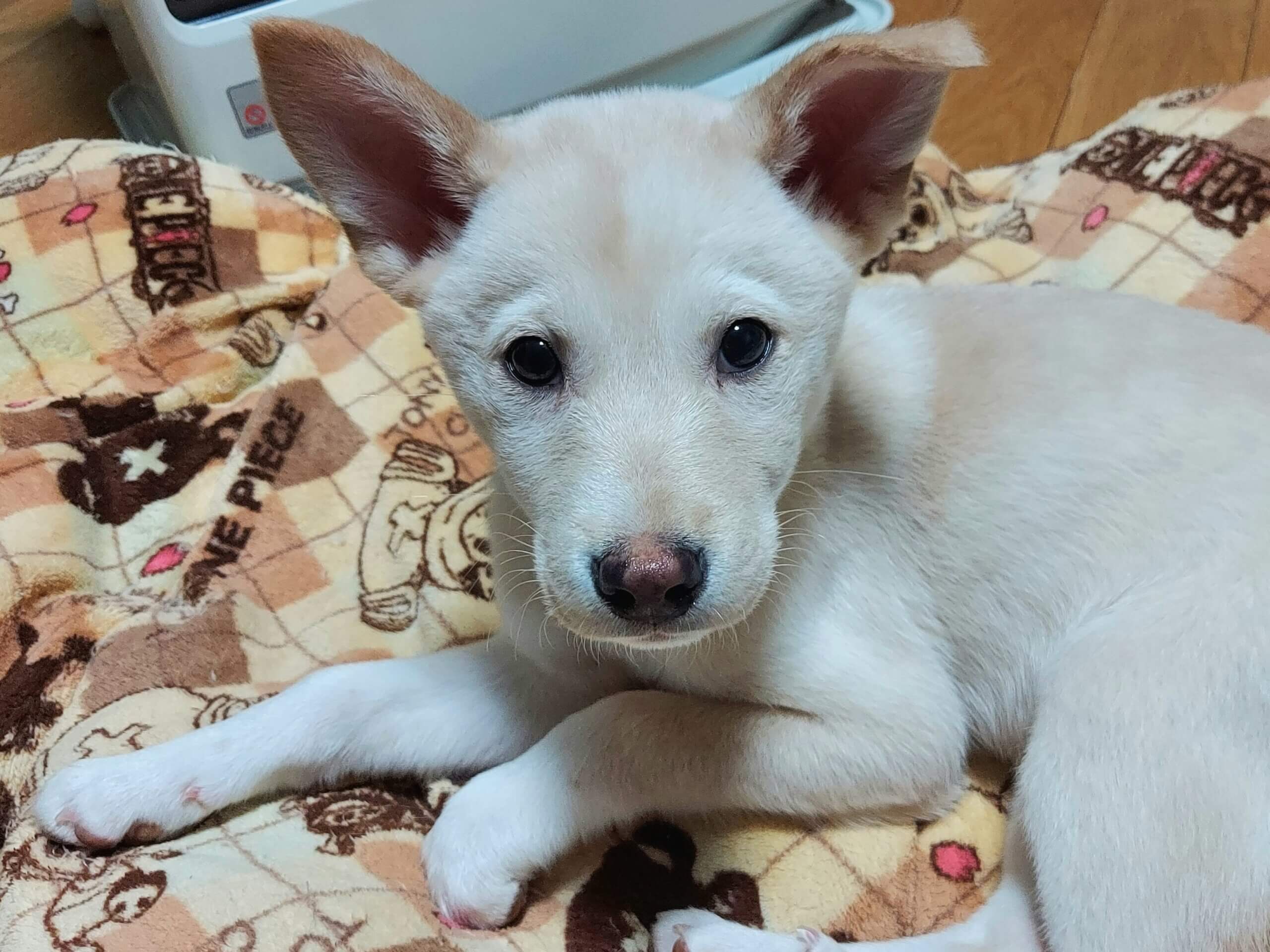 【保健所レスキュー】甘えん坊の せとかちゃん