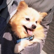 【ポメラニアン♂・繁殖場からレスキュー】ぶん太♪