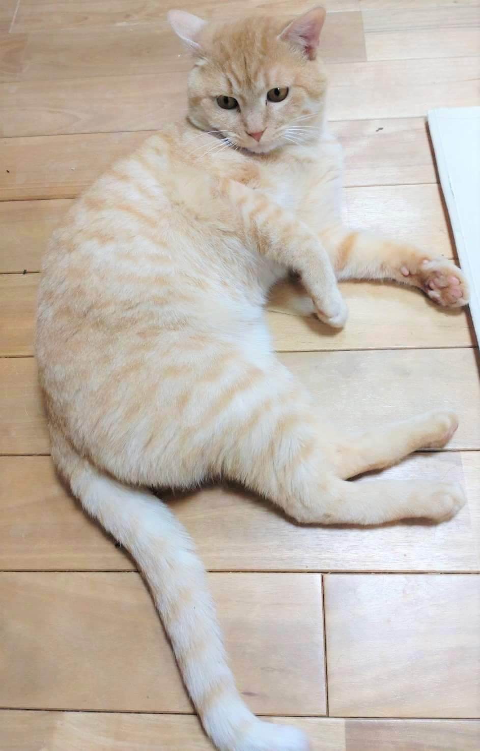 in瀬戸市☆保護猫たちの譲渡会2023年2月18日（土）～ 非営利団体「ちーむ にゃいんず」