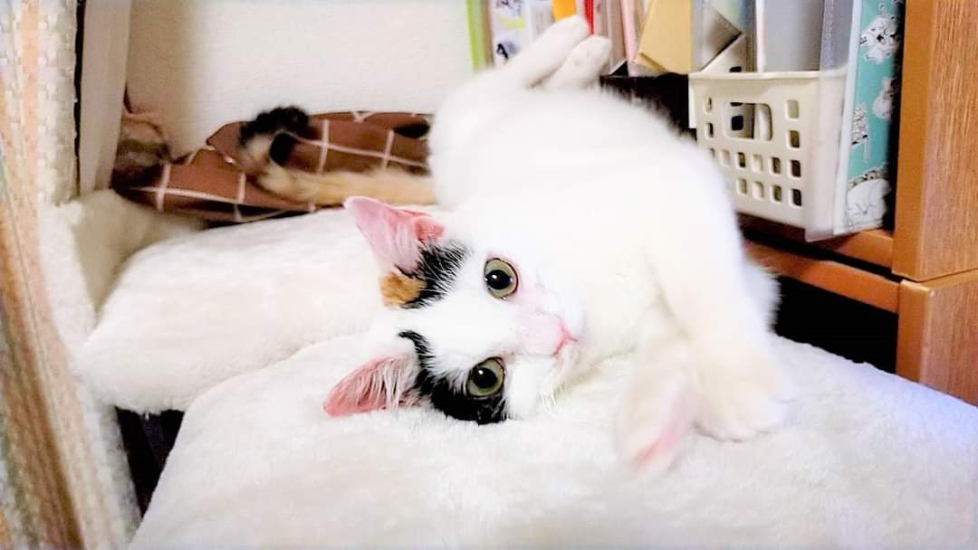 in春日井市☆保護猫たちの譲渡会2023年2月18日（土）～ 非営利団体「ちーむ にゃいんず」