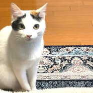 in春日井市☆保護猫たちの臨時譲渡会2023年2月23日（木）～ 非営利団体「ちーむ にゃいんず」