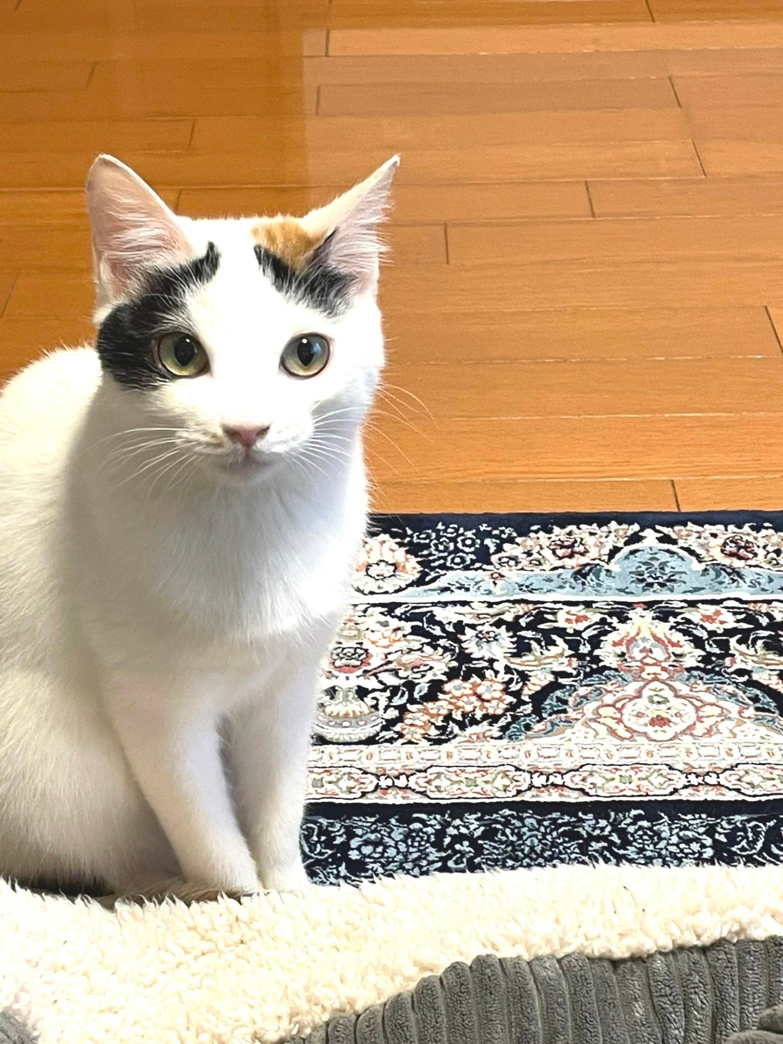 in春日井市☆保護猫たちの臨時譲渡会2023年2月23日（木）～ 非営利団体「ちーむ にゃいんず」