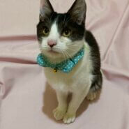 ハチワレ陽気な5カ月程の男の子