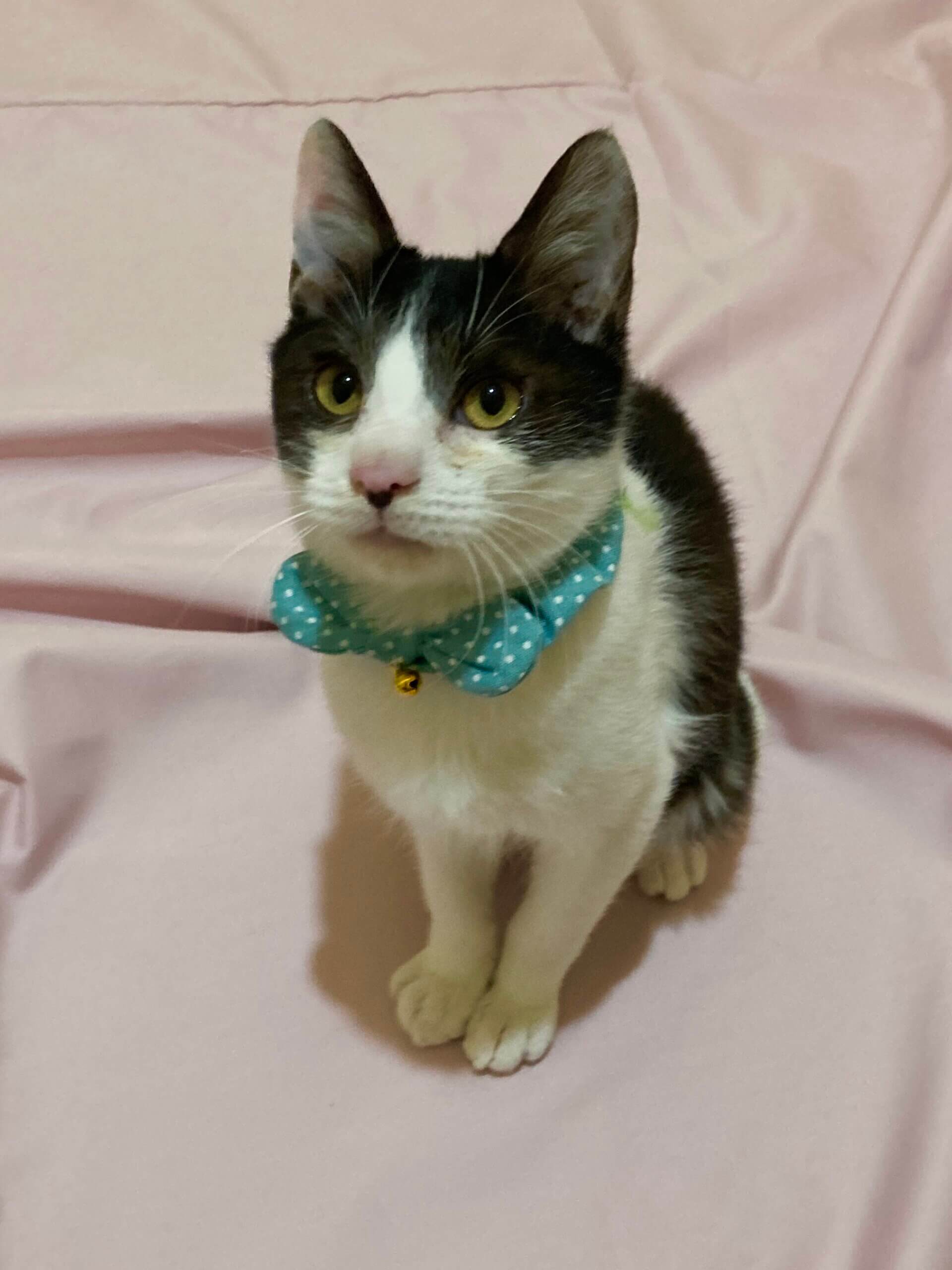 ハチワレ陽気な5カ月程の男の子