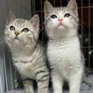 ぽっちゃり系サバ白3か月（糸島市）