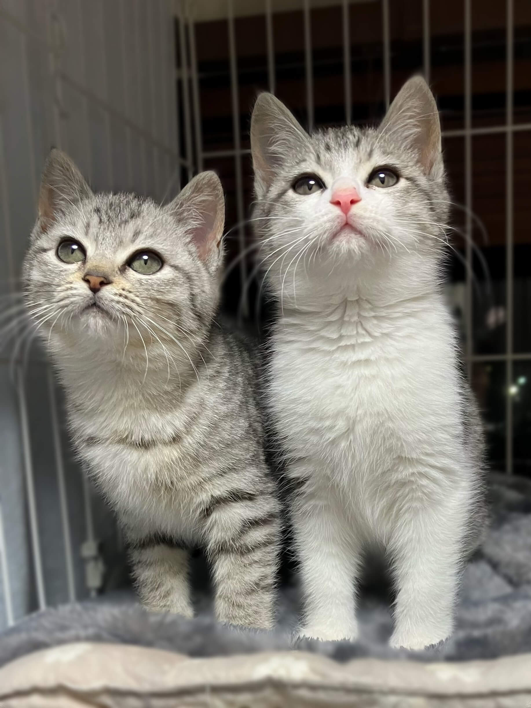 ぽっちゃり系サバ白3か月（糸島市）